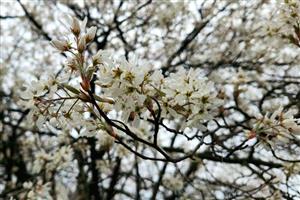 Allegheny Serviceberry Tree flowers in bloom