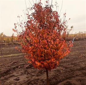 American Hornbean tree with orange leaves