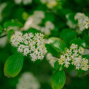 Pagoda Dogwood Tree flowers in bloom
