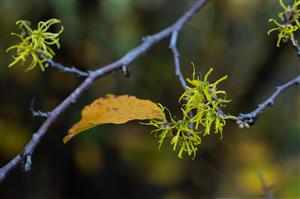 Common Witchazel Tree, small yellow flowers on a branch with autumn yellow leaves