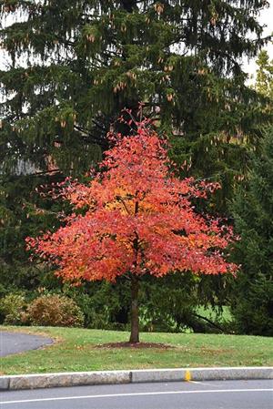 Black Gum Tree with red leaves
