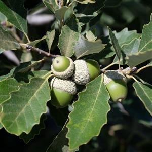 Dwarf Chinquapin Oak Tree leaves and acorns