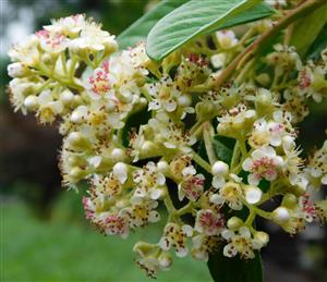 Nannyberry Large shrub flowers in bloom